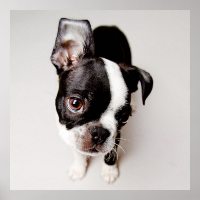 Póster Perrito Edison Boston Terrier. (Frente)
