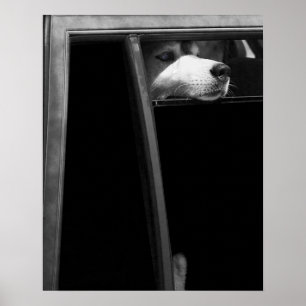 Póster Perrito en la ventana