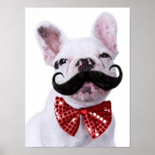 Póster Perrito francés del bulldog con el bigote
