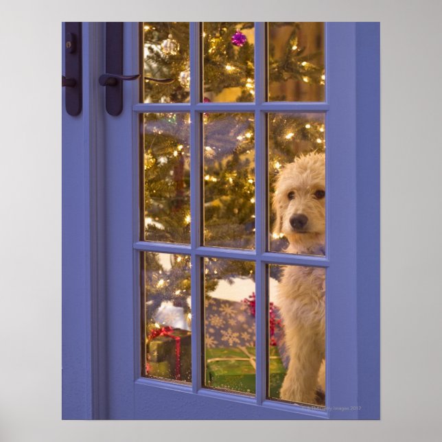 Póster Perrito Golden Doodle mirando la puerta de cristal (Frente)