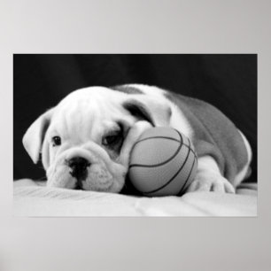 Póster Perrito inglés del baloncesto del bulldog