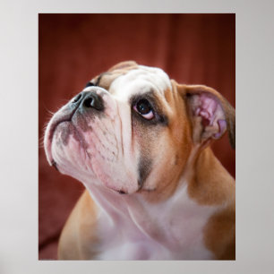 Póster Perrito inglés del bulldog