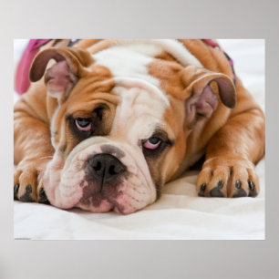 Póster Perrito inglés del bulldog