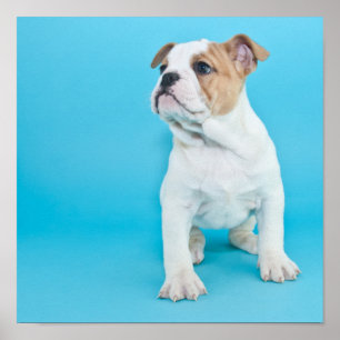 Póster Perrito lindo del bulldog