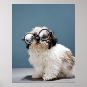 Póster Perrito que lleva los vidrios gruesos