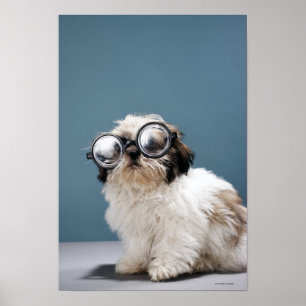 Póster Perrito que lleva los vidrios gruesos