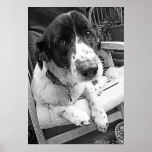 Póster Perrito triste