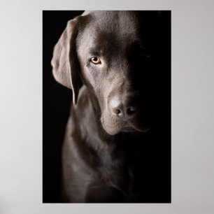 Póster Perrito triste de Labrador del chocolate