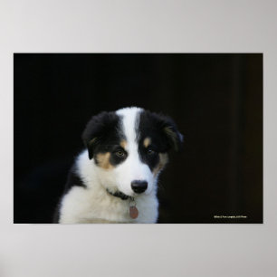 Póster Perrito viejo del border collie de 12 semanas