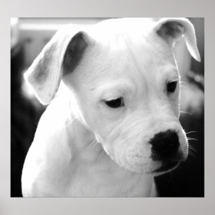Póster Perritos americanos del bulldog