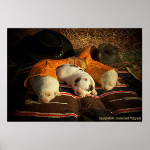 Póster Perritos cansados del vaquero