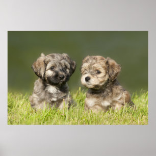 Póster Perritos de Havanese