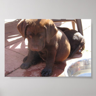 Póster Perritos de Labrador del chocolate