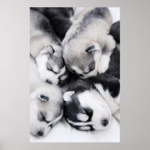 Póster perritos fornidos lindos