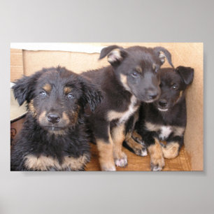 Póster Perritos libres