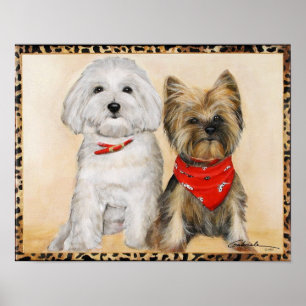 Póster Perritos malteses y de Yorkie