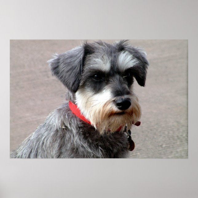 Póster Perro (Frente)