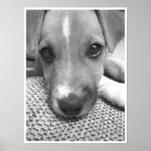 Póster Perro