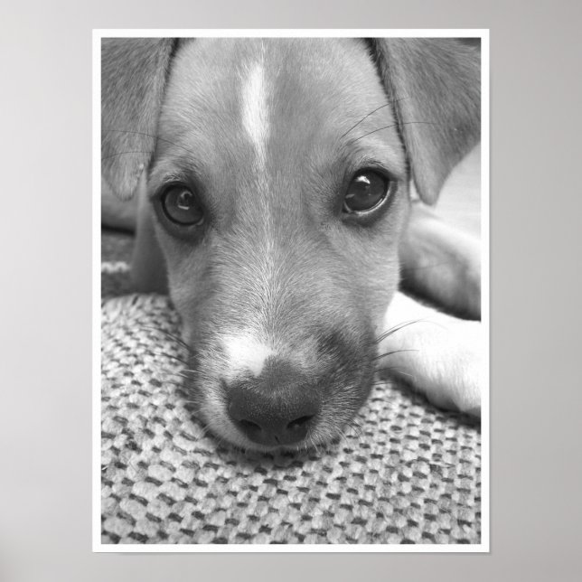 Póster Perro (Frente)