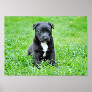 Póster perro-280332 PERRO JOVEN PERRO NEGRO MASCOTAS ADOR