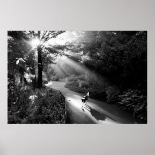 Póster Perro a la luz del sol de la mañana