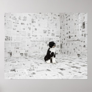 Póster Perro acuático portugués en una habitación cubiert