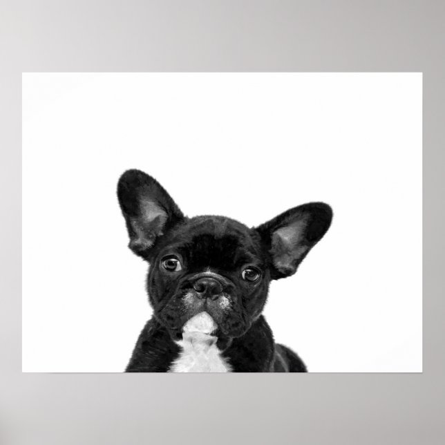 Póster Perro Adorable | Cara de Bulldog francesa negra (Frente)