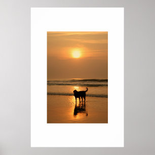 Póster Perro al amanecer