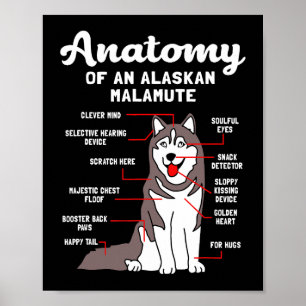 Póster Perro Alaskan Malamute Anatomía Graciosa Malamute