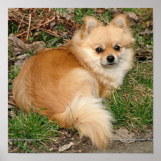 Póster Perro alemán Kleinspitz (Frente)