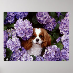 Póster Perro arrogante del perro de aguas de rey Charles