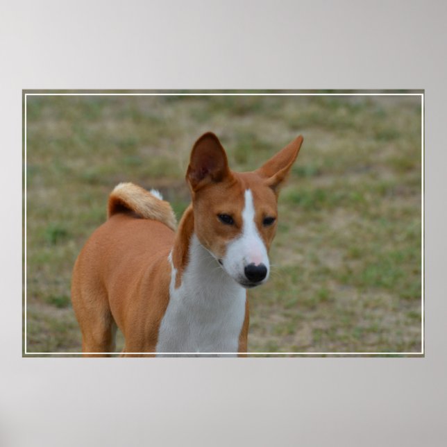 Póster Perro asombroso de Basenji (Frente)