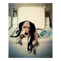 Perro ayudando con el lavado