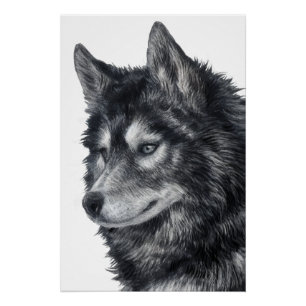 Póster Perro Balto