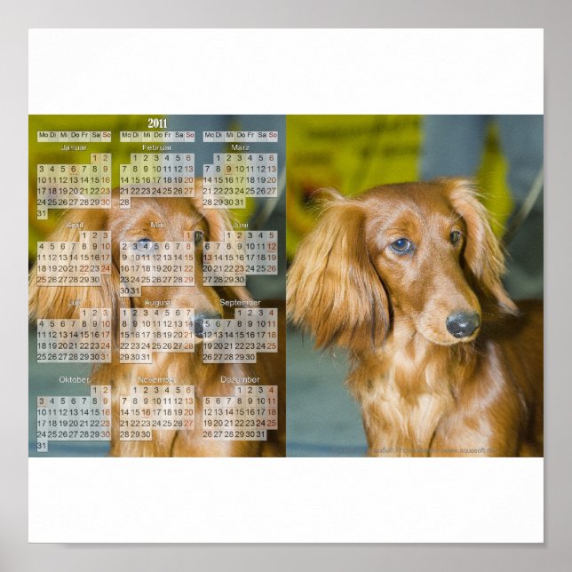 Póster Perro basset calendario 2011 (Frente)