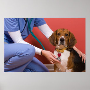 Póster Perro Beagle Cute recibiendo una revisión veterina