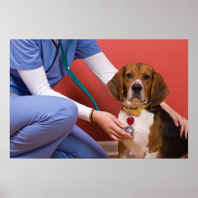 Póster Perro Beagle Cute recibiendo una revisión veterina (Frente)