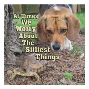 Póster Perro Beagle y tortuga preocupados