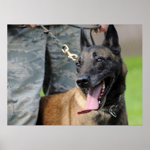 Póster Perro belga malinois sonriente