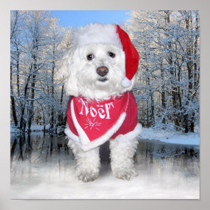 Póster Perro Bichon Frise de Navidad