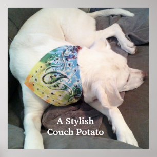 Póster Perro blanco de estilo lindo con bufanda colorida