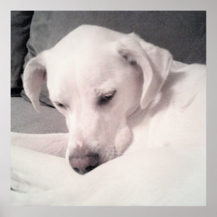 Póster Perro blanco espantoso y gris