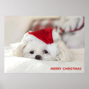 Póster Perro blanco lindo en un Gorra de Navidades rojos