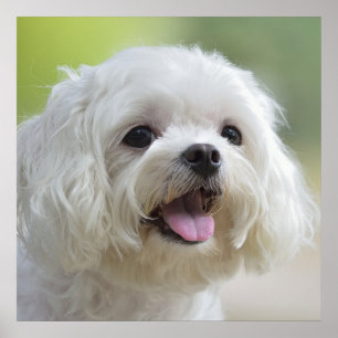 Póster Perro blanco maltés