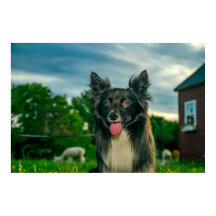 Perro Border Collie negro y blanco