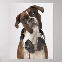 perro boxeador con auriculares