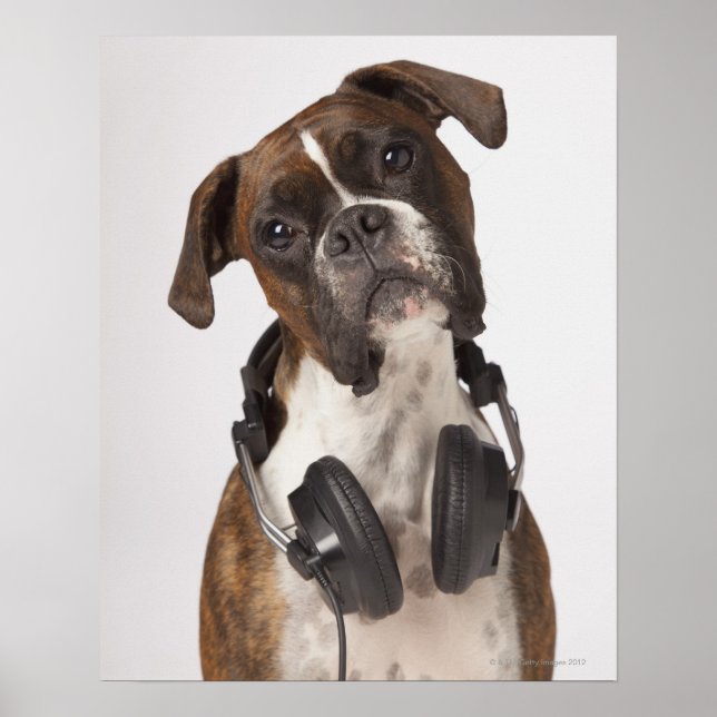 Póster perro boxeador con auriculares (Frente)