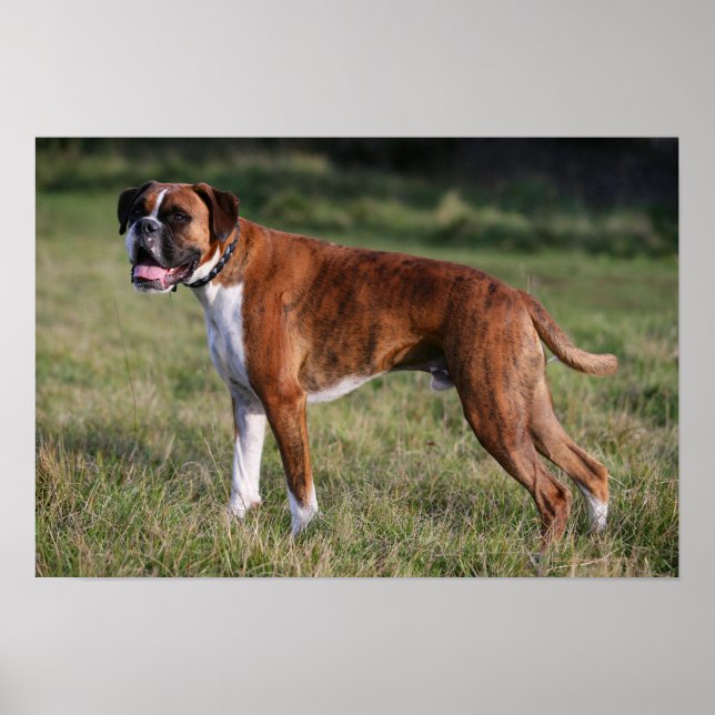 Póster Perro Boxer de pie (Frente)