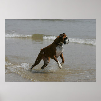 Póster Perro Boxer en el Agua