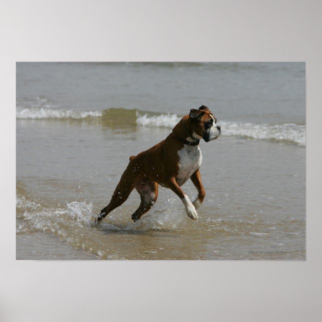 Póster Perro Boxer en el Agua (Frente)